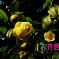 金花茶