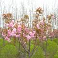 日本樱花