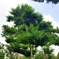 和顺树