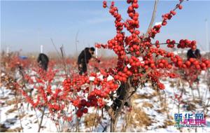 山东沂南：映雪冬青别样红