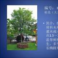 桂花