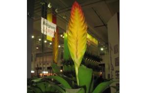 国际花卉园艺展览会：带你看八大奇花异卉（组图）
