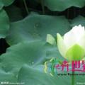 水生植物慈姑河北慈姑价格 慈姑行情