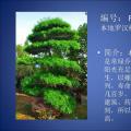 罗汉松