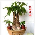 发财树
