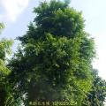 榕树