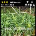 龙血树
