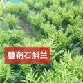 石斛兰