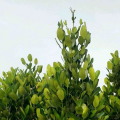 福木