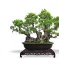 峥嵘岁月