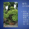 杜鹃