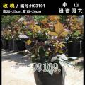 玫瑰