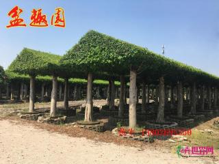 细叶榕
