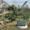 悬崖罗汉松 Podocarpus
