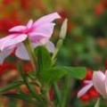 长春花