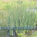水葱苗木|专业种植水葱|水葱销售