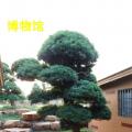 罗汉松