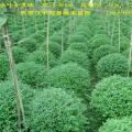 小叶女贞（丁香球）