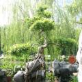 其它庭院树