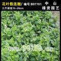 花叶假连翘