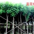 蓝花楹（6-8CM）
