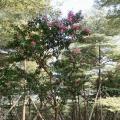 小叶紫薇