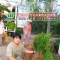 其他灌木 