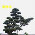 黑松