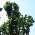 荔枝树
