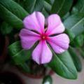 长春花