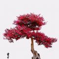 继木盆景