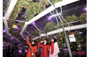 湖南：长沙首届摆花博览会开幕