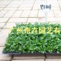 碧玉椒草