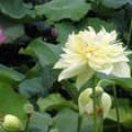 水芙蓉