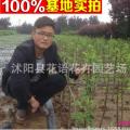 无花果