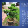 罗汉松