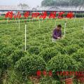 非洲茉莉