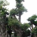 麻楝