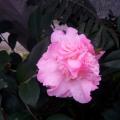 茶花