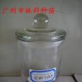 羊蹄甲