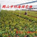 龙船花