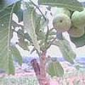 黄花梨