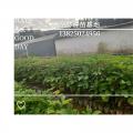 黄花风铃木
