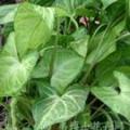 合果芋类