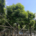 海南红豆