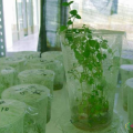 其它观花植物