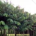 大花紫薇