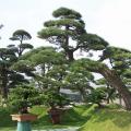 日本黑松