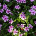 长春花