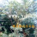 阿江榄仁 柳叶榄仁